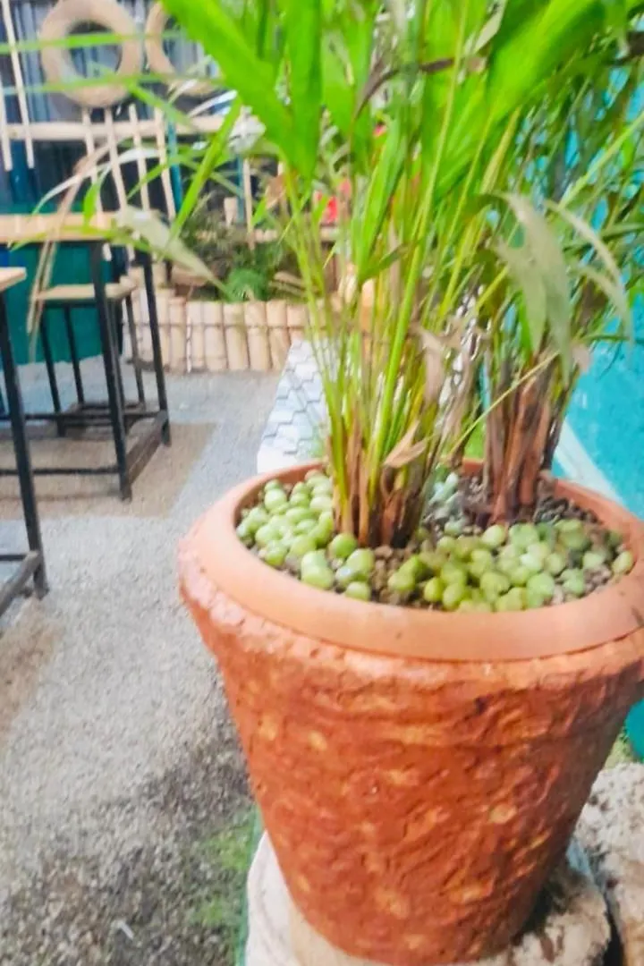 Campsite Munnar Kudil Resto Cafe Family Room Anaviratty India